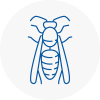 Horwich Wasp Nest Removal